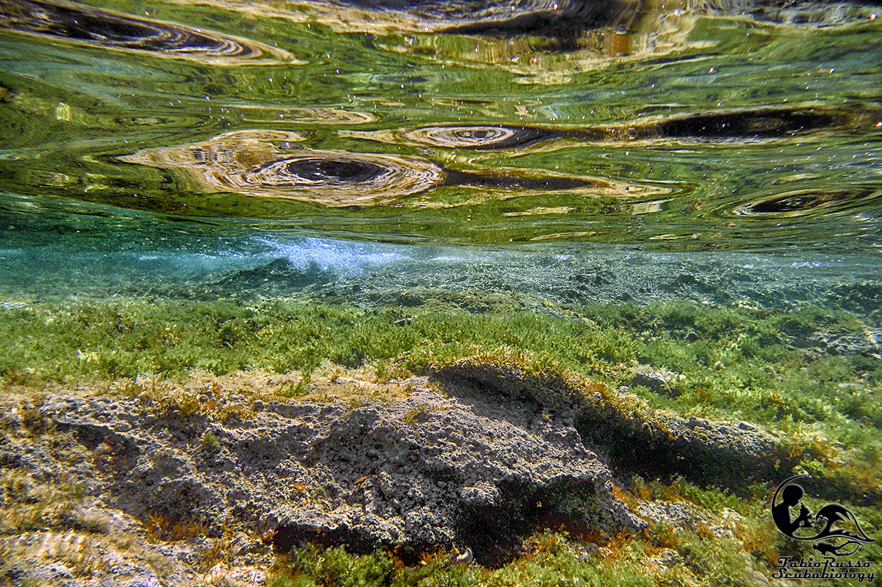 Basso fondale ricco di alghe
