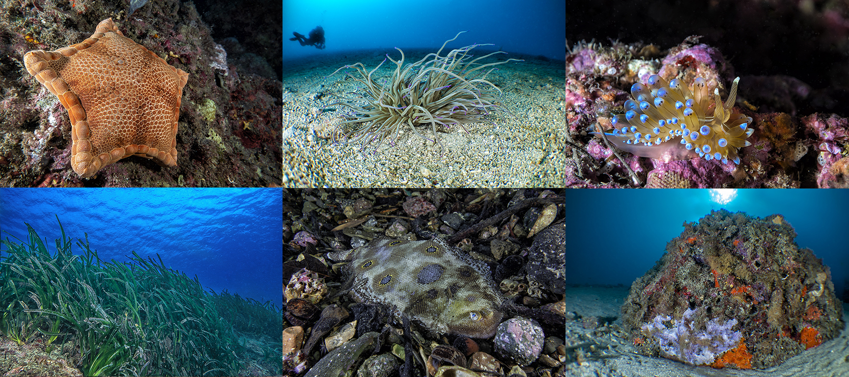 Insieme di foto con ambiente ed organismi marini