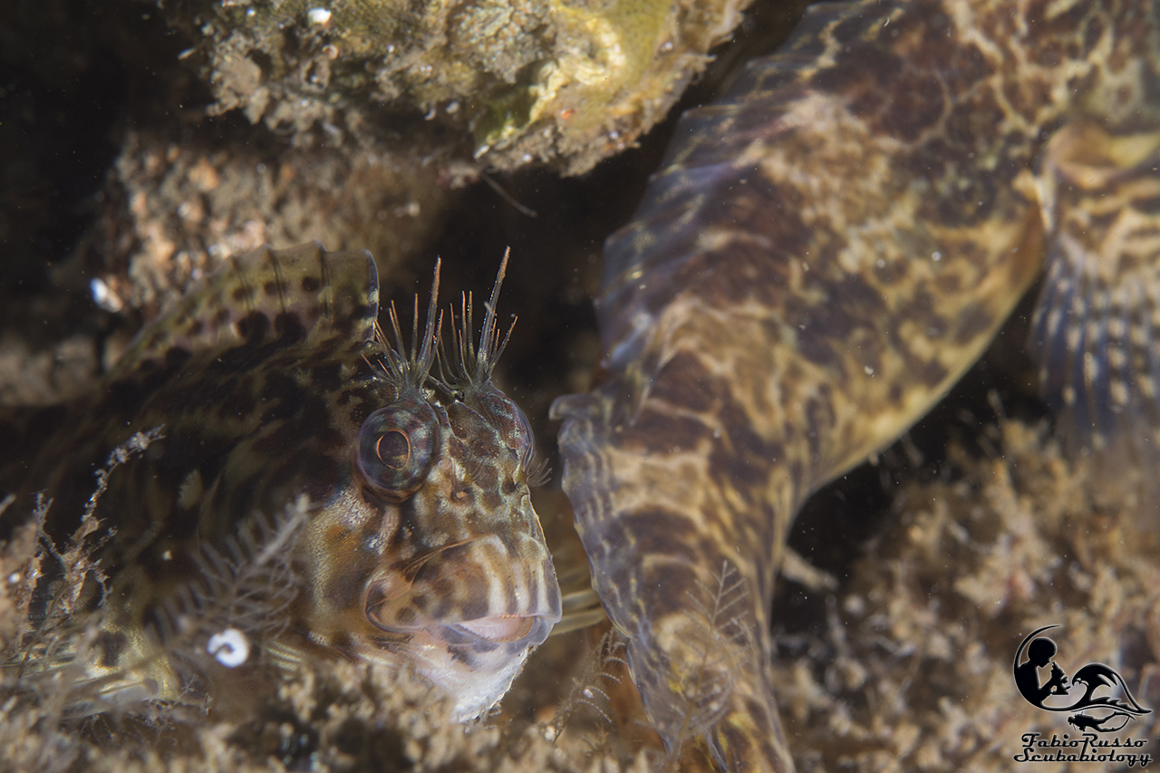 Bavosa cornuta maggiore