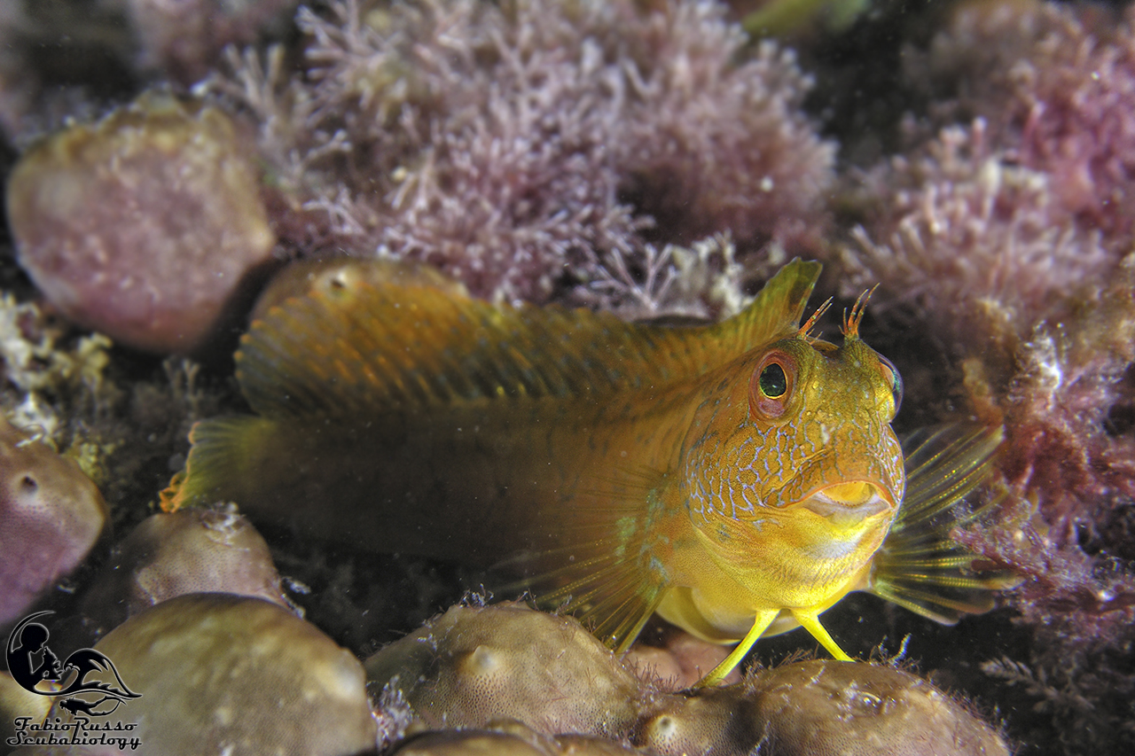 Bavosa africana, livrea gialla