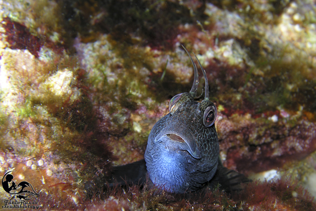 Bavosa africana, livrea blu