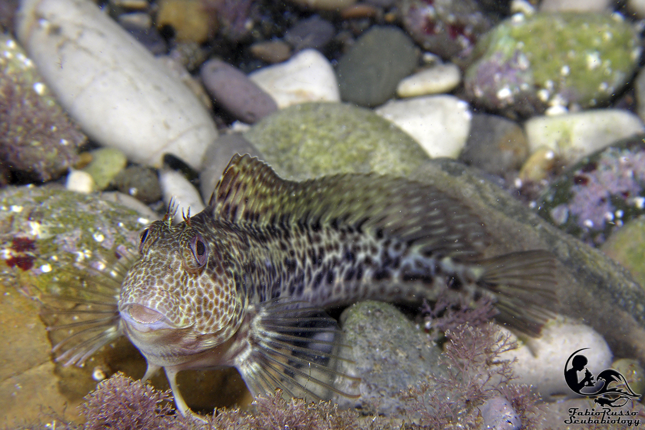 Bavosa africana, livrea standard